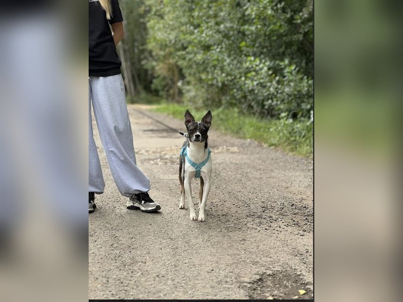 Gesseliger Peter sucht dich ...8 kg / 41 cm