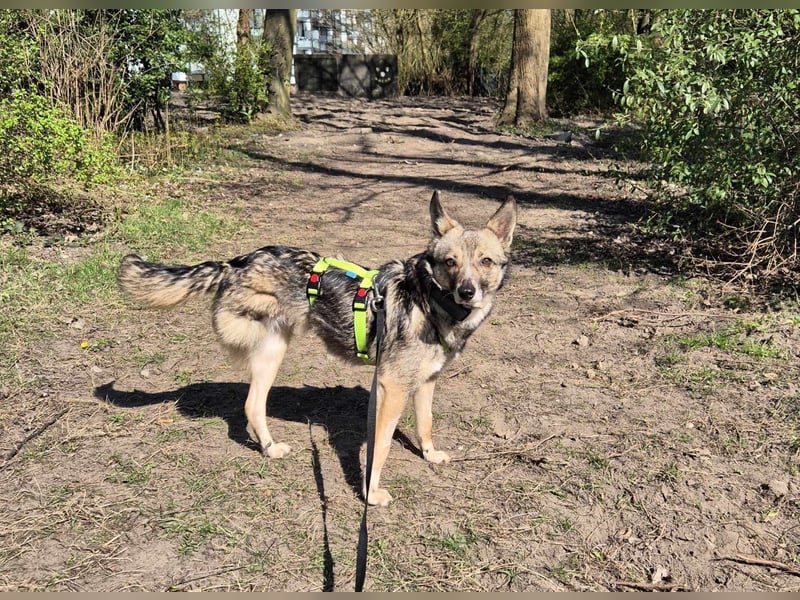 Grisa - eine besondere Hundedame
