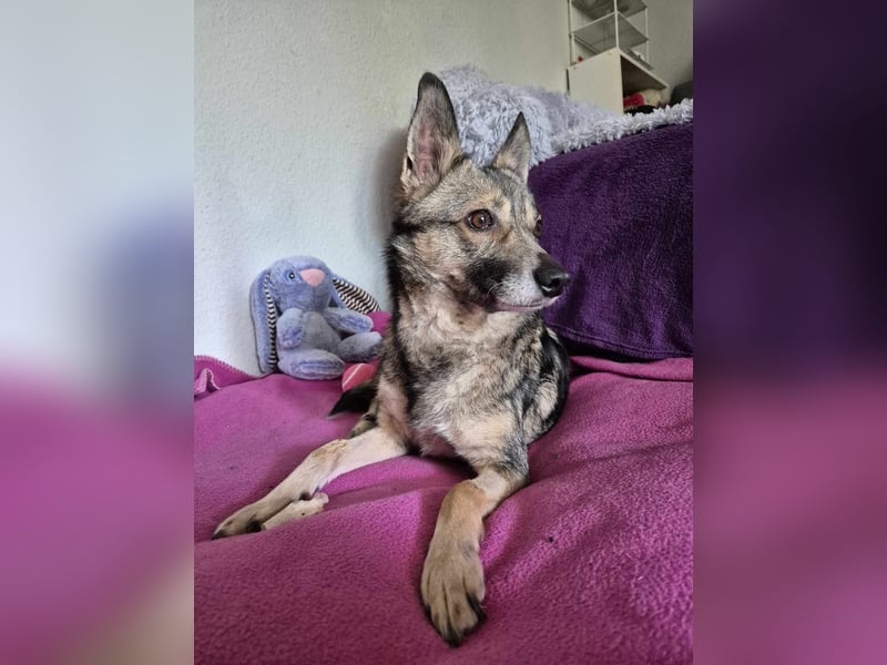 Grisa - eine besondere Hundedame