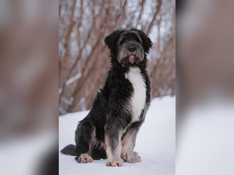 Neugieriger Bob sucht aktive Familie