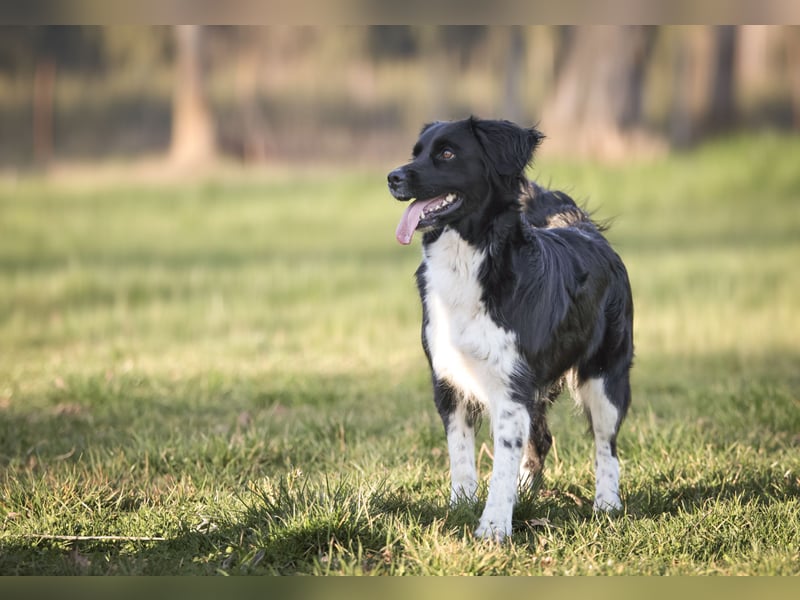 Labrador-Mischlingswelpen