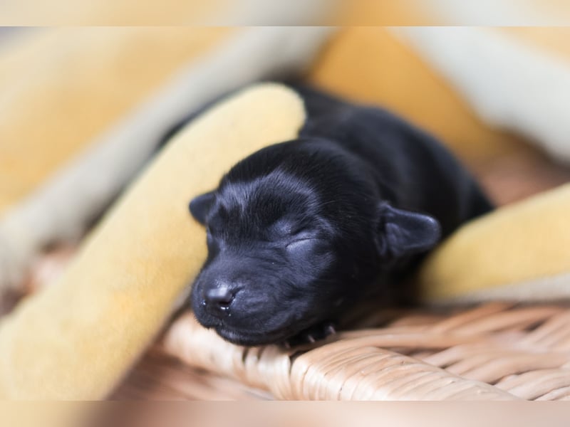 Labrador-Mischlingswelpen