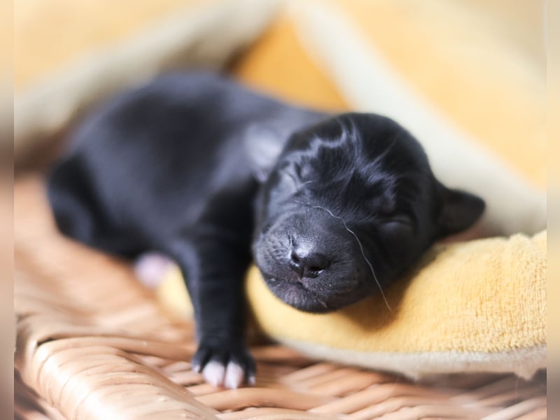 Labrador-Mischlingswelpen