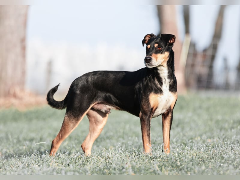 Labrador-Mischlingswelpen