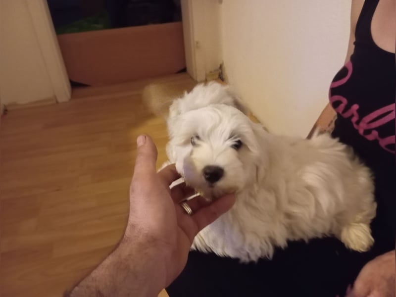 11 Wochen alter Welpe