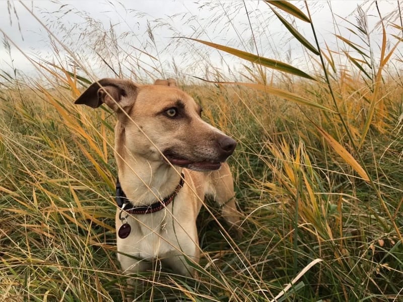 Nala - verschmuste,anhängliche Hündin