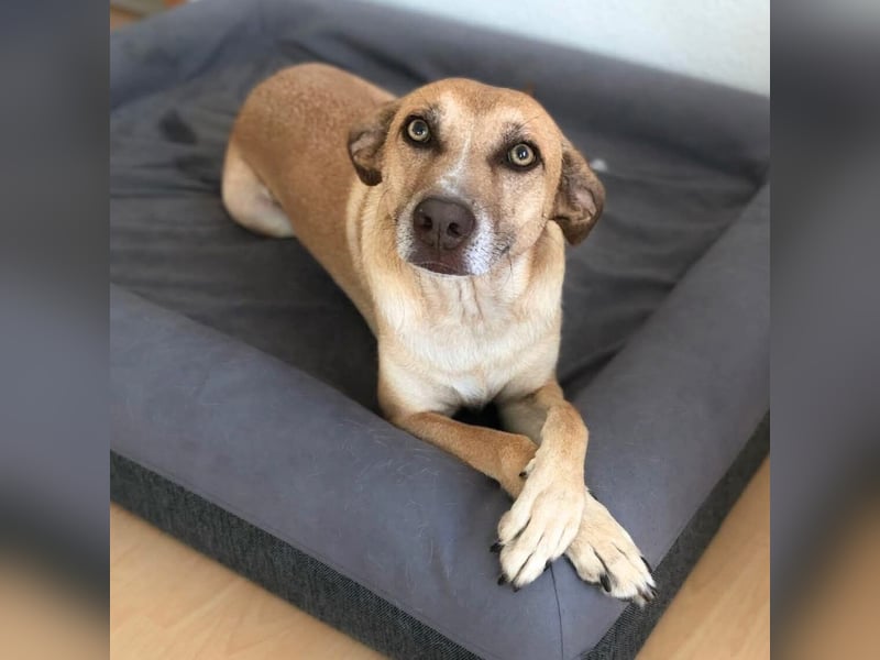 Nala - verschmuste,anhängliche Hündin