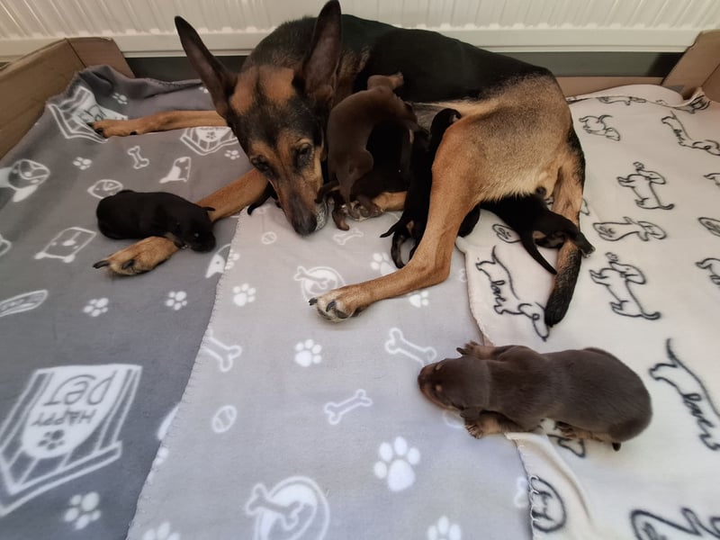 Schäferhund Dobermann Mix Welpen