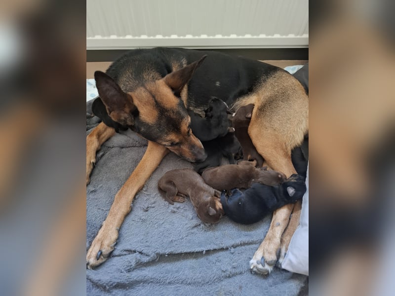 Schäferhund Dobermann Mix Welpen