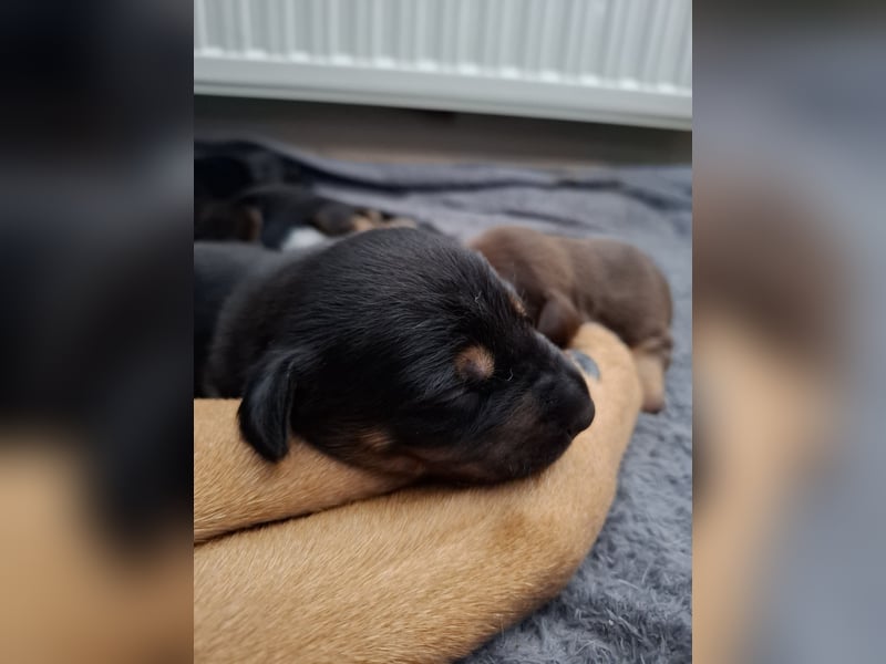 Schäferhund Dobermann Mix Welpen