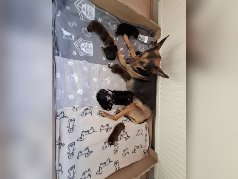 Schäferhund Dobermann Mix Welpen