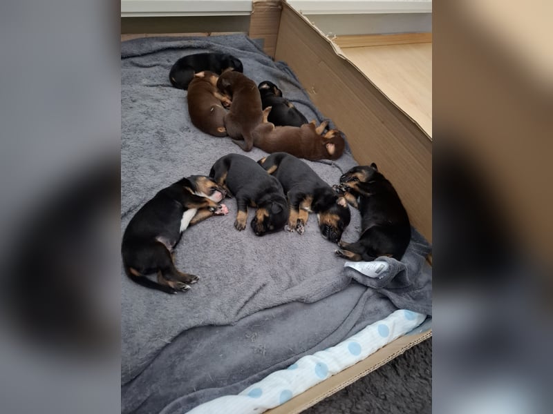 Schäferhund Dobermann Mix Welpen
