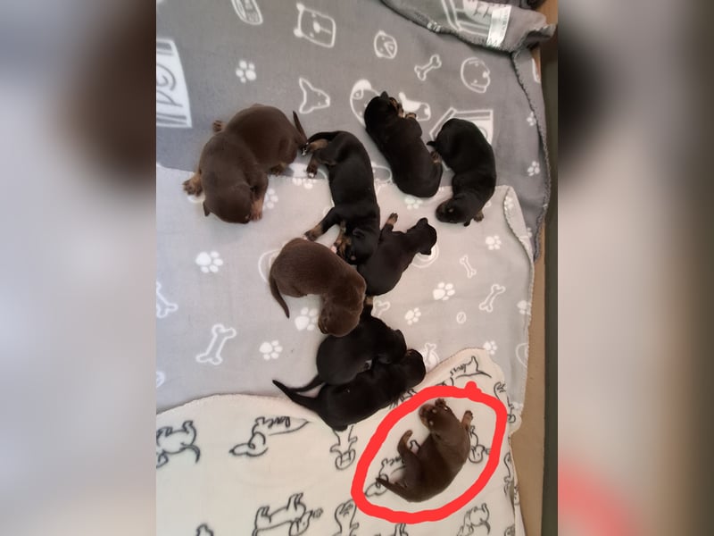 Schäferhund Dobermann Mix Welpen