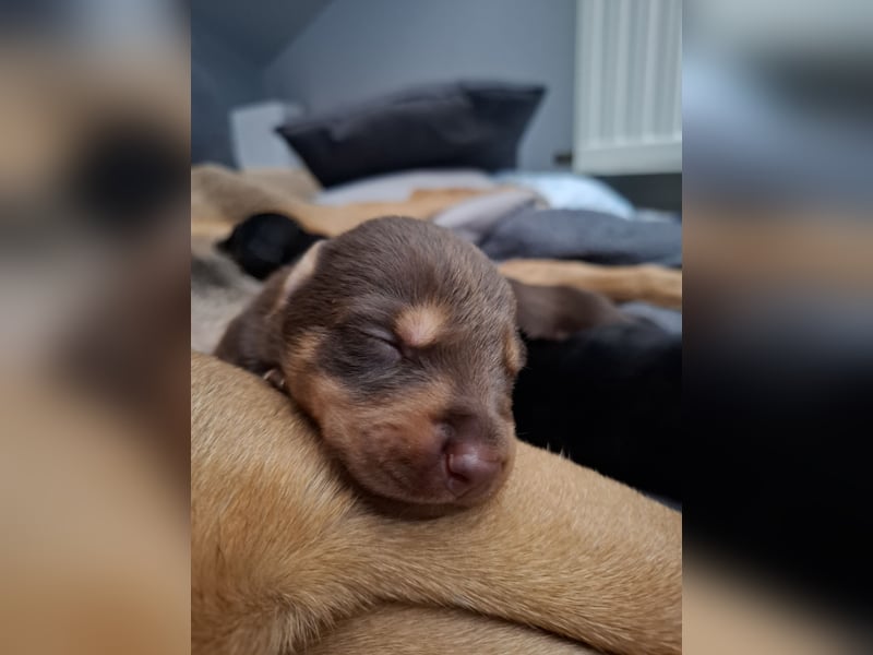 Schäferhund Dobermann Mix Welpen