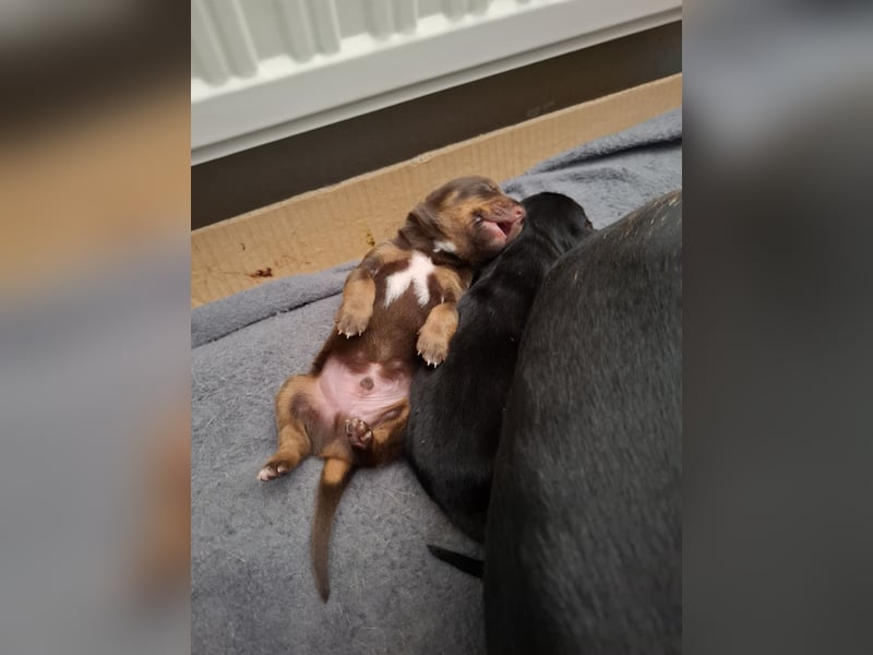 Schäferhund Dobermann Mix Welpen