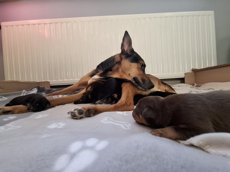 Schäferhund Dobermann Mix Welpen