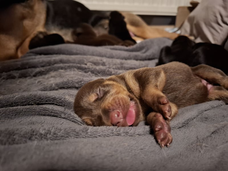 Schäferhund Dobermann Mix Welpen