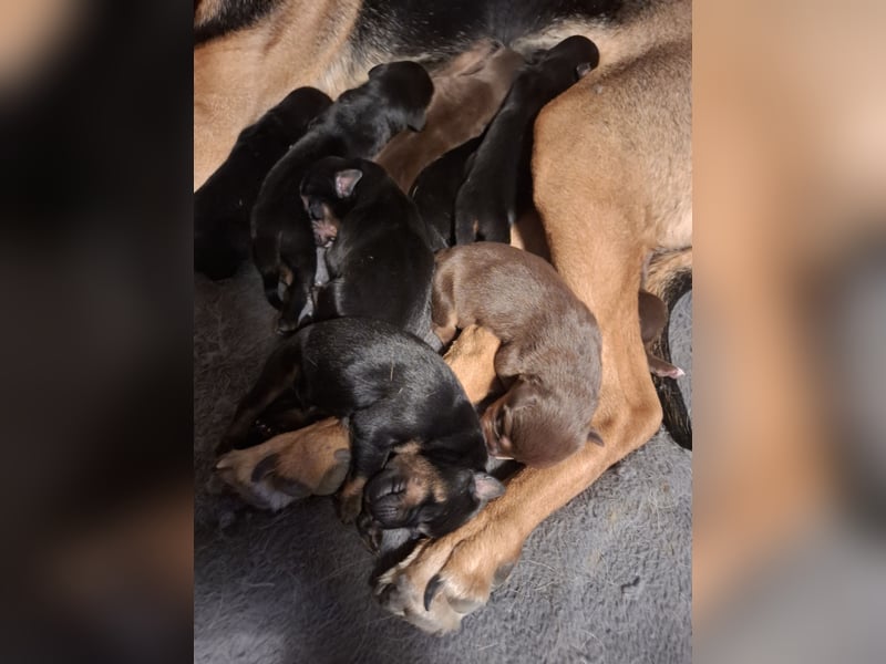 Schäferhund Dobermann Mix Welpen