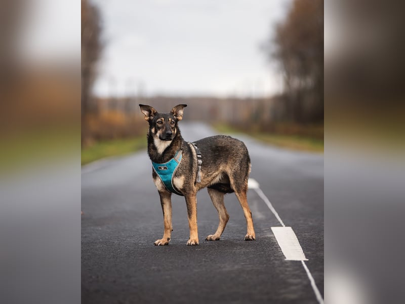 Liebevolle Olivka sucht ihren platz