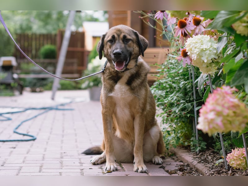 Aksi möchte ihre ganze Liebe zeigen