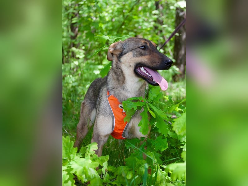 Mutiger Krosh sucht aktive Familie