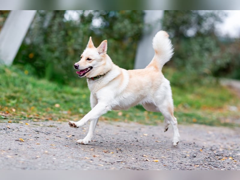 Weiße Schönheit Elsa sucht Familie