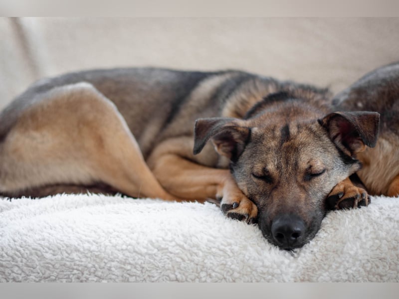 Hübscher Mickey braucht liebe