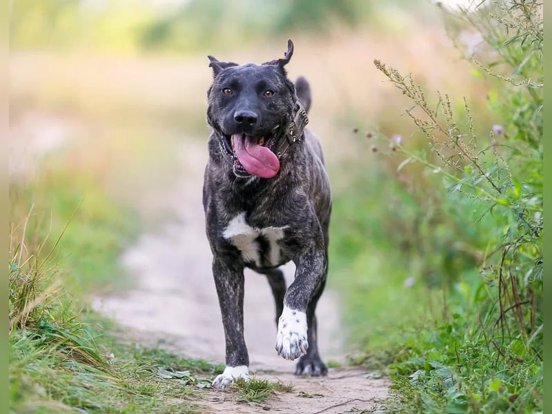 Menschenbezogener Chicago will geliebt werden