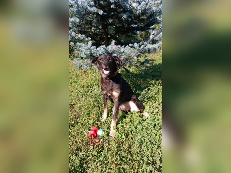 Junger lieber Roni sucht ....