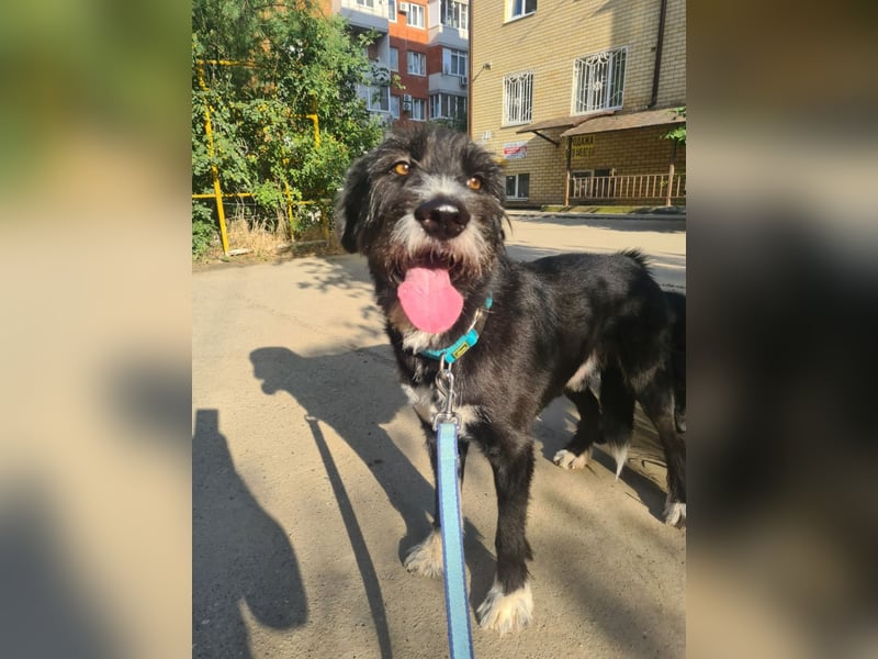 Harley ist ein Hund mit besonderen Bedürfnissen, der ein Zuhause sucht.