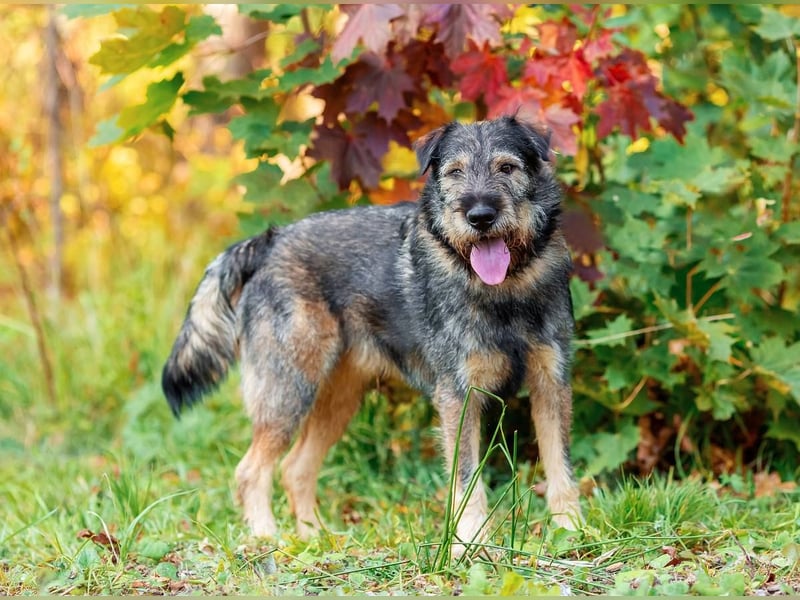 Familienhund Diver sucht...