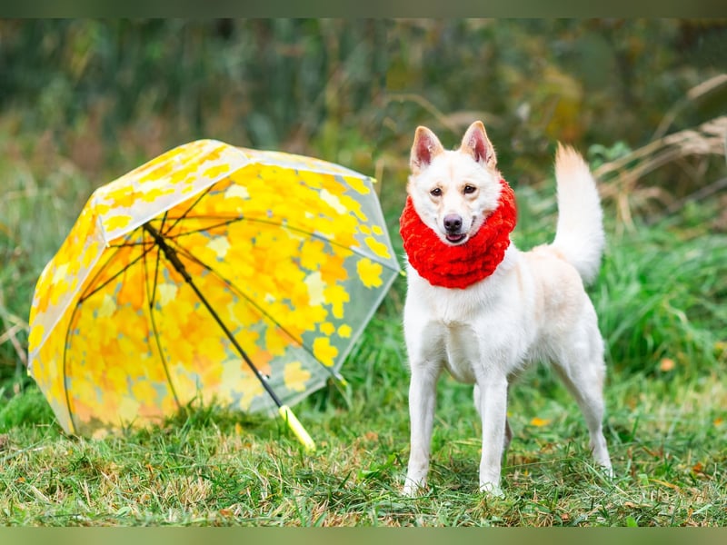 Weiße Schönheit Elsa sucht Familie
