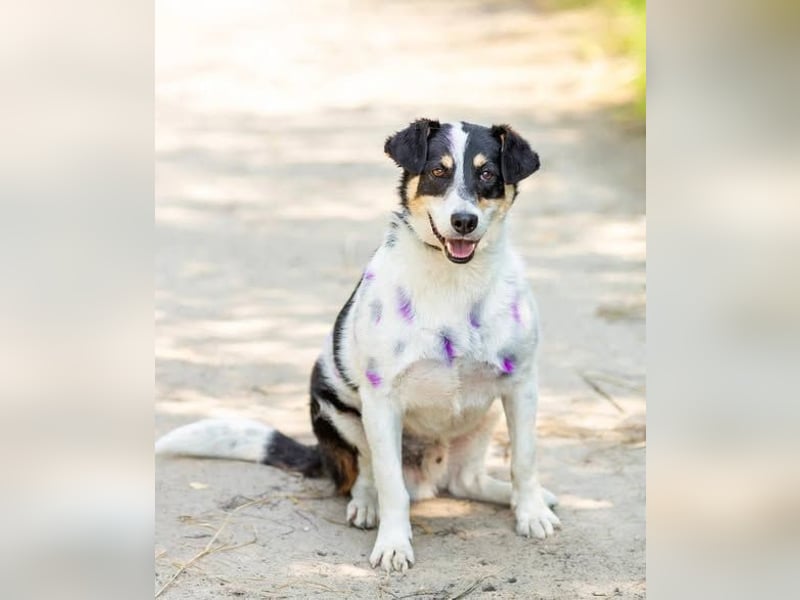 Anhänglich Loki will nach hause