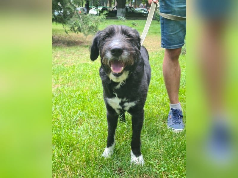 Harley ist ein Hund mit besonderen Bedürfnissen, der ein Zuhause sucht.