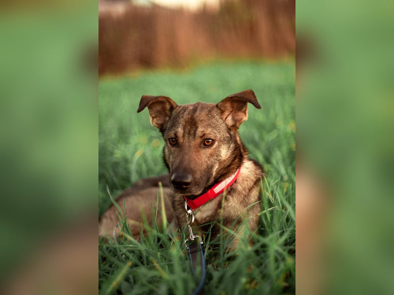 Hübscher Mickey braucht liebe