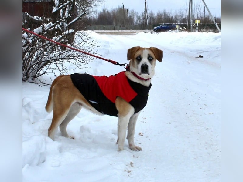 Jessie sucht ein aktives Leben