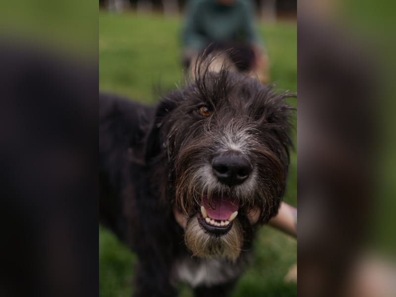 Harley ist ein Hund mit besonderen Bedürfnissen, der ein Zuhause sucht.