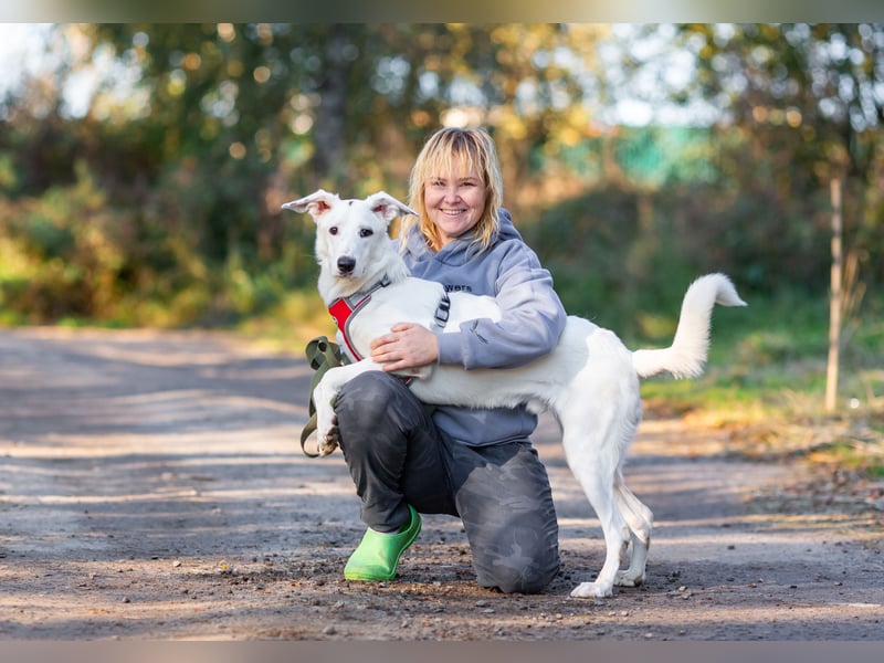 Weißer Uma sucht zu hause
