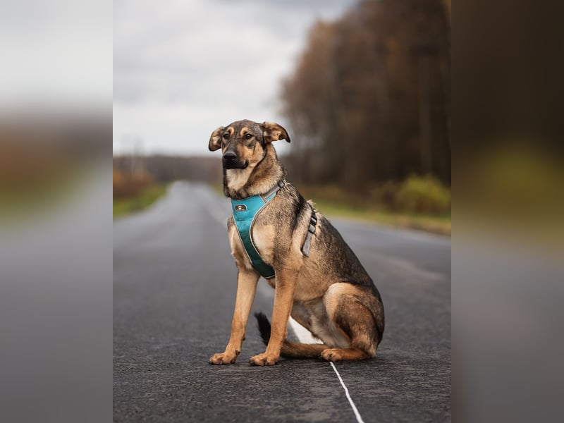 Mutiger Krosh sucht aktive Familie