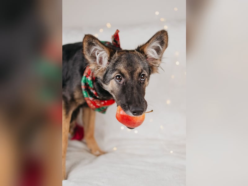 Verzaubert dich die kleine Lisa ?!