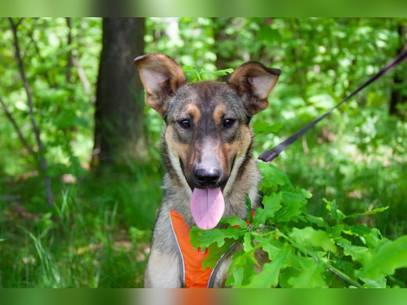 Mutiger Krosh sucht aktive Familie