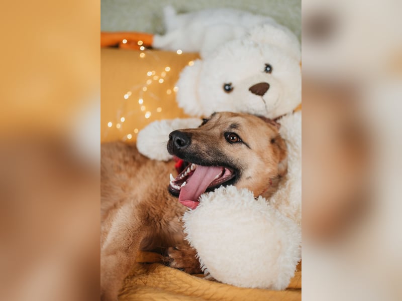 Hundemädchen Mila sucht Familie