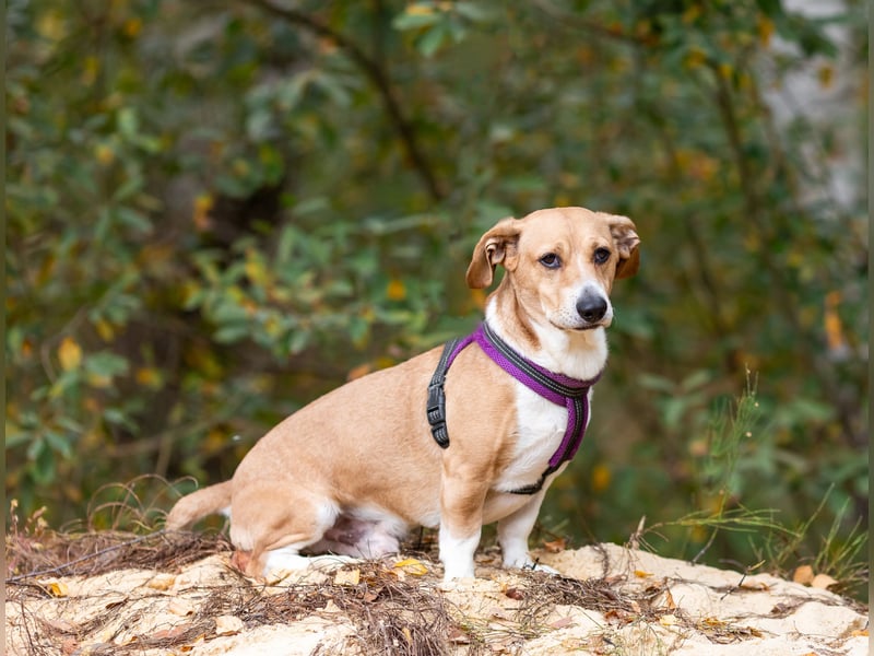 Bucks sucht menschen mit liebe und geduld