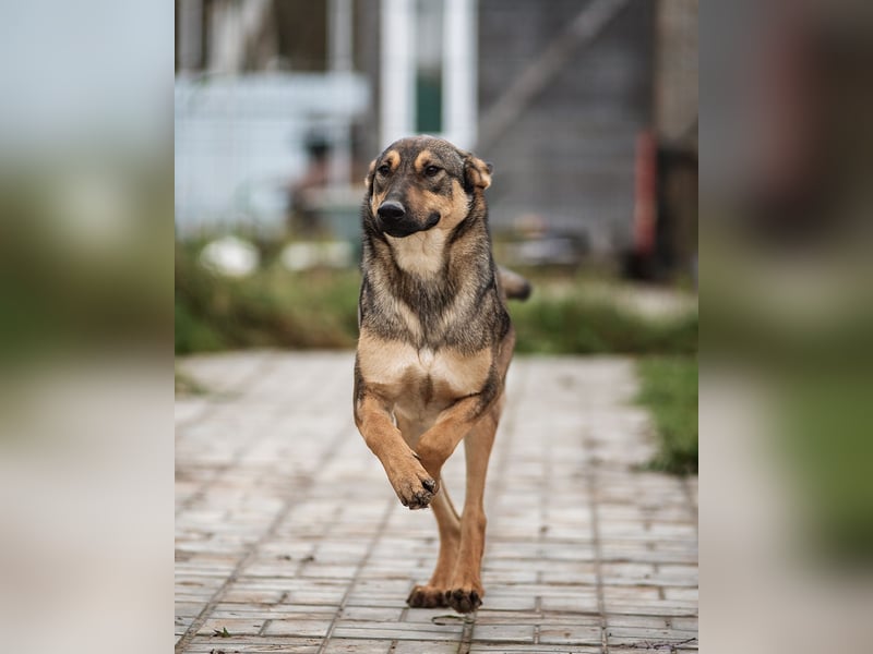 Mutiger Krosh sucht aktive Familie