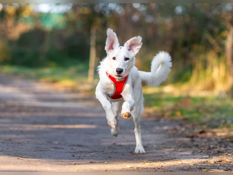 Weißer Uma sucht zu hause