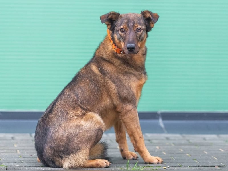 Marquise sucht liebevolle Menschen