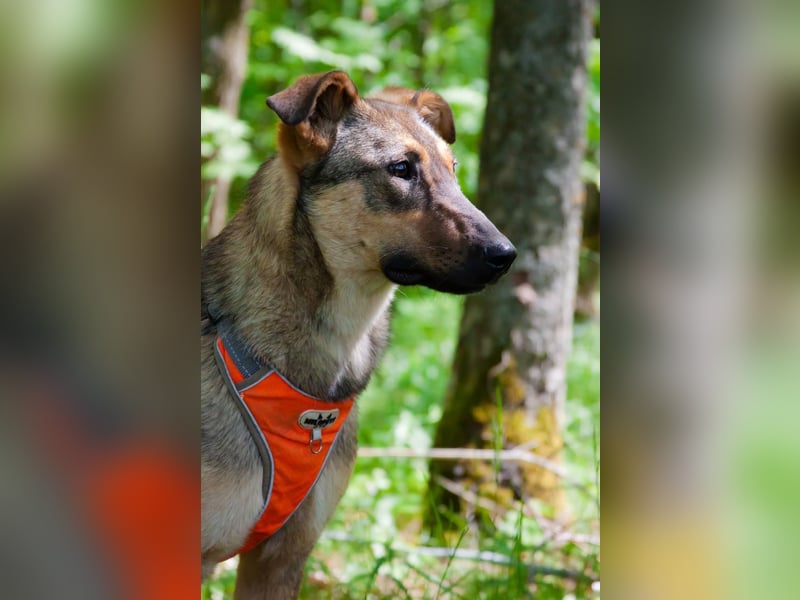 Mutiger Krosh sucht aktive Familie