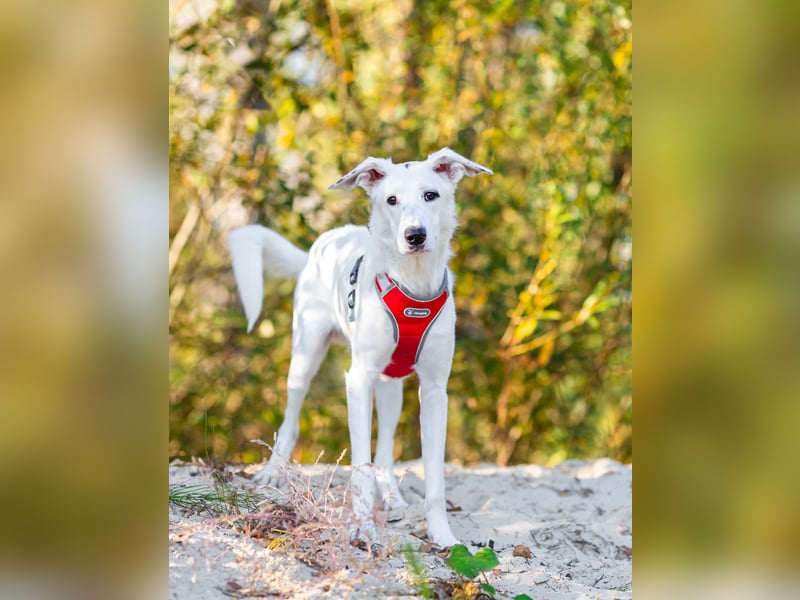 Weißer Uma sucht zu hause