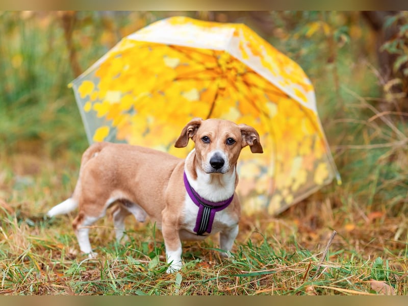 Bucks sucht menschen mit liebe und geduld