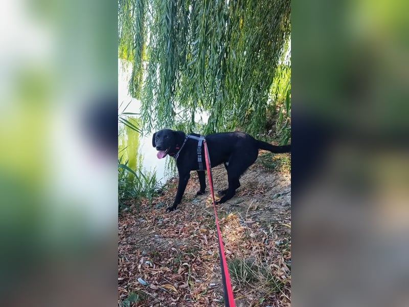 Freundlicher Justin liebt das Leben